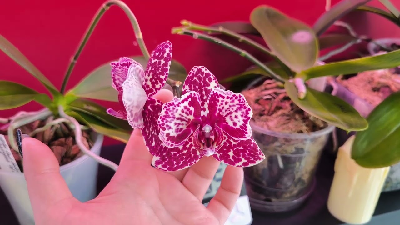 А у Вас цветение в разгаре? А у меня всё только начинается! 😅💐💐💐