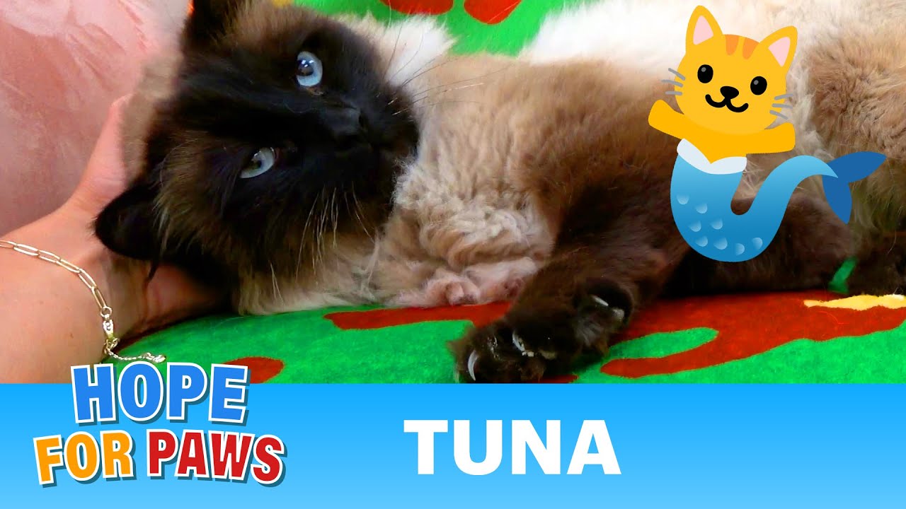 Homeless Siamese cat saved by medical intervention from fatal injuries. – Video