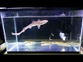 水槽でサメを飼う thumbnail