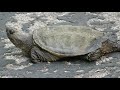 SNAPPING TURTLE STOPPED ON THE PATH