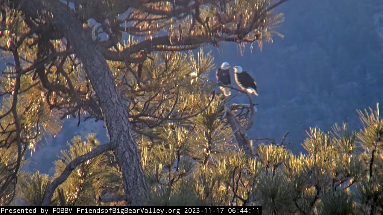 November 17 Morning In The Valley FOBBV CAM Big Bear Bald Eagle Live november-17-morning-in-the-valley-fobbv-cam-big-bear-bald-eagle-live