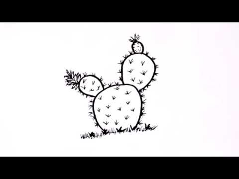 Cómo dibujar un Cactus tipo Chumbera Dibuja Conmigo Dibujos de Plantas -  thptnganamst.edu.vn