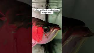 ikan arwana kuat bertahan berapa lama jika mati listrik #arwana