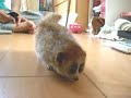 slow　loris