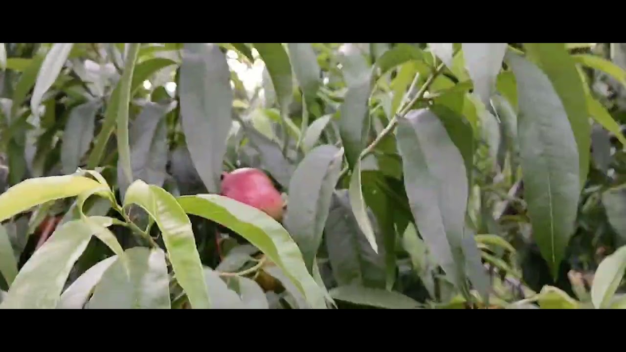 2025년6월15일(월) 오후에 복숭아 소개해드립니다.