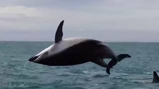 life is Beautiful ( osho )