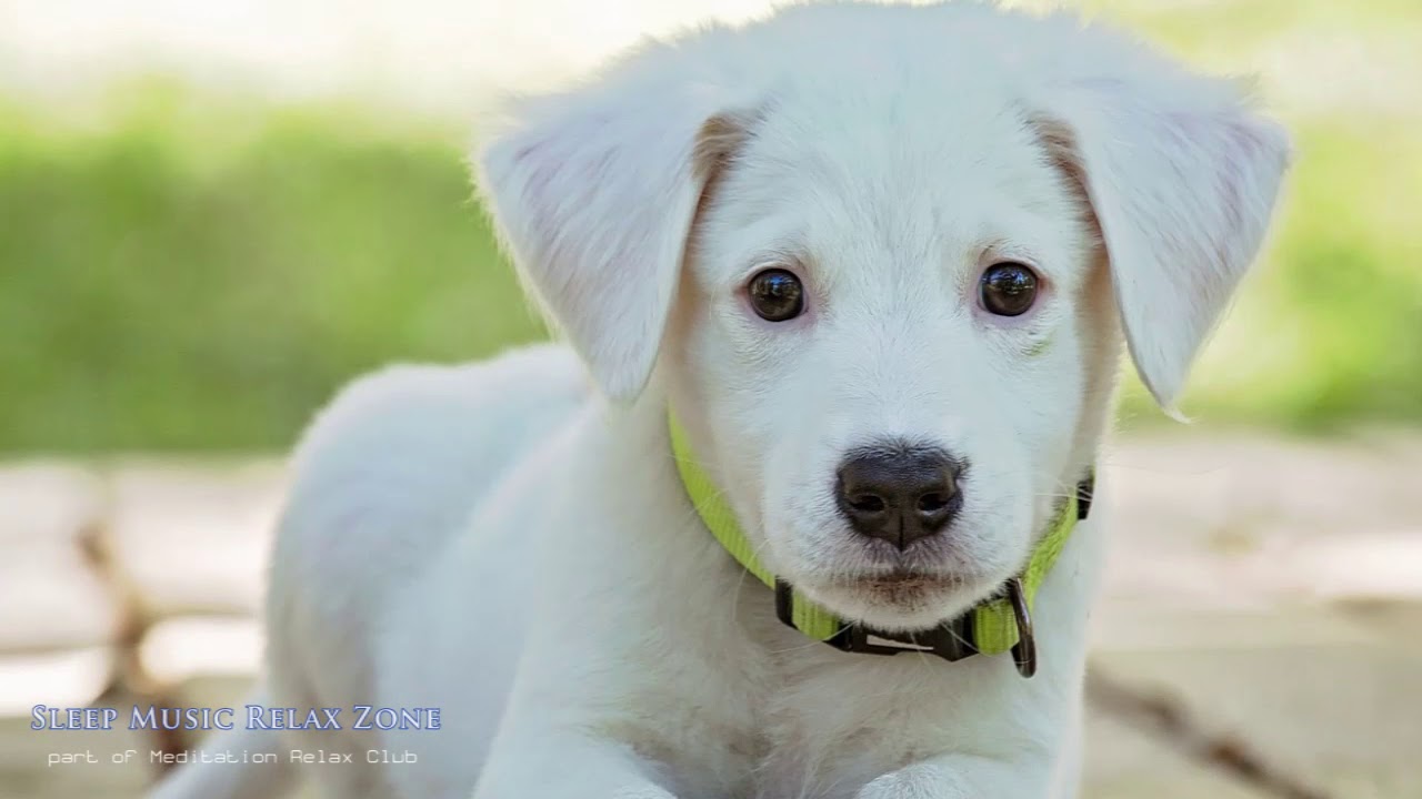 Dog Relaxation Music | Pet Therapy, Calm Soothing Sleep Music, Calm Your Dog While You're Away lullaby of birdland lyrics