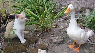 The magical cat raised the duck👍. Travel outdoors together and look for food. So funny and cute😂 by Cat kucing 860 views 1 month ago 5 minutes, 31 seconds