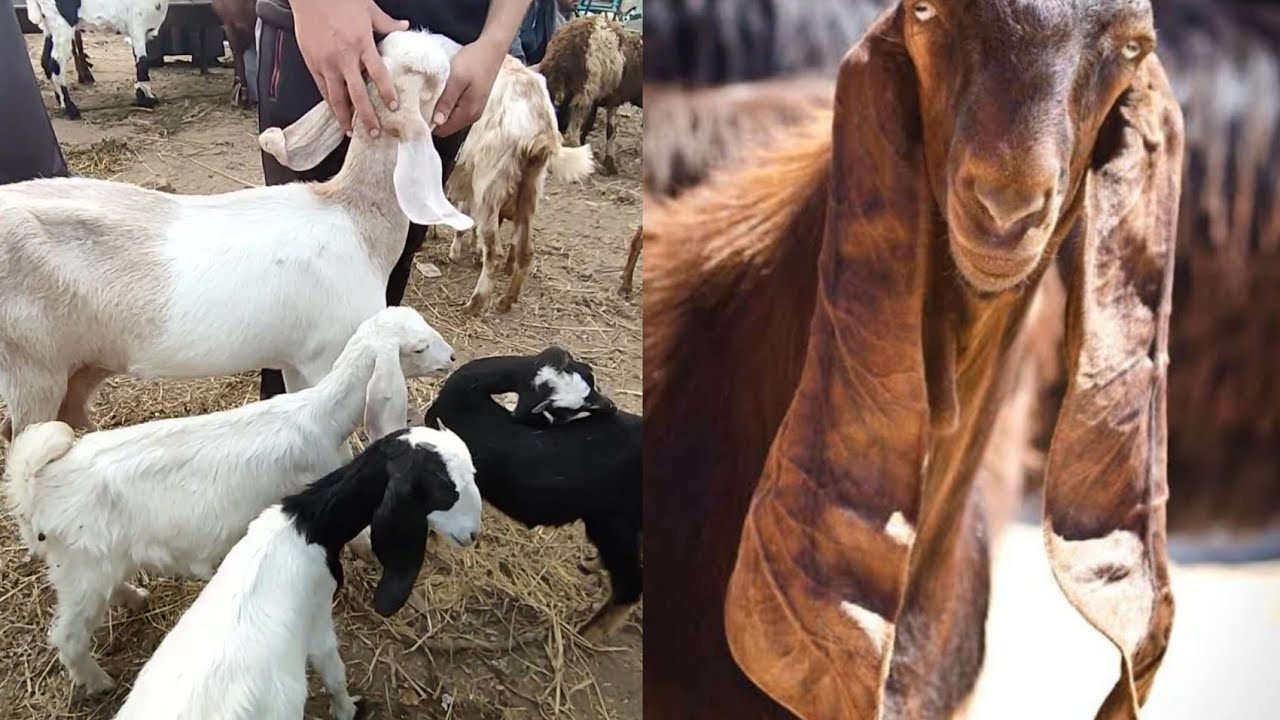 اسعار الماعز اليوم الماعز الشامي والقبرصى والفرنساوى وخليط البور داخل سوق السبت للمواشى