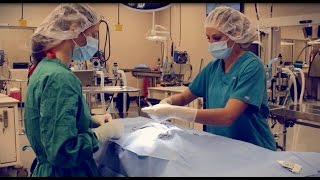 LMU-College of Veterinary Medicine Testimonial - Kerri Haider