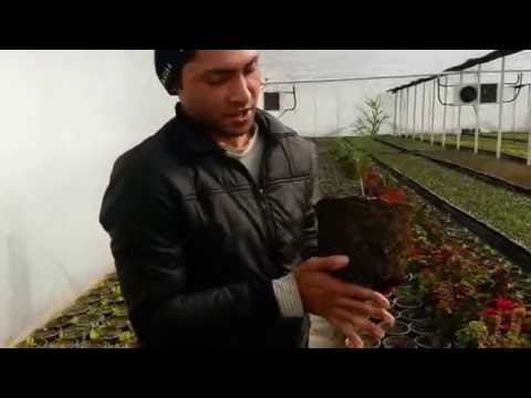 Video: Bir cupressus macrocarpa necə budamaq olar?