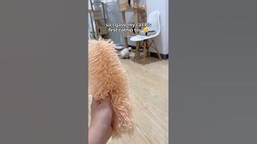 giving my cat his first catnip 🫣 funny cat videos | tofu the siamese cat #catnip #catshorts #cats