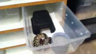 New ball python