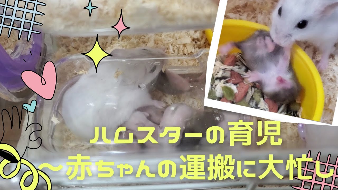 ハムスターの子育て～9児の母は赤ちゃんの運搬に大忙し