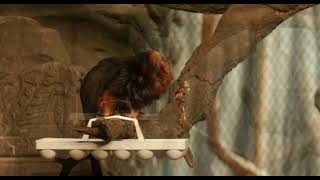 Tamarin And Monkey Thriving As Roommates - Cincinnati Zoo