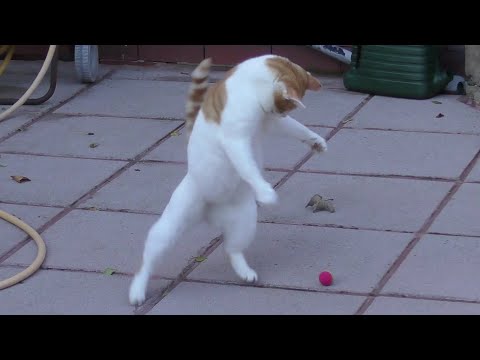 Cat Adorably Plays With A Ball