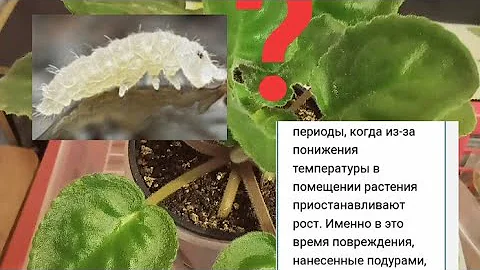 Почвенная фауна: подуры или ногохвостки! Что делать? Фиалки у Алисы!