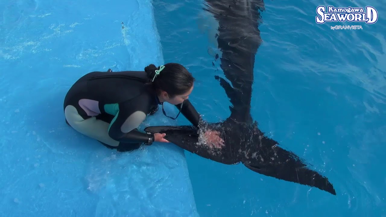 鴨川シーワールド Kamo Theater Vol 124 Youtube