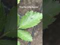 The itty Bitty Spider - Osage blackberry bush 🕷️  #gardening  #nature