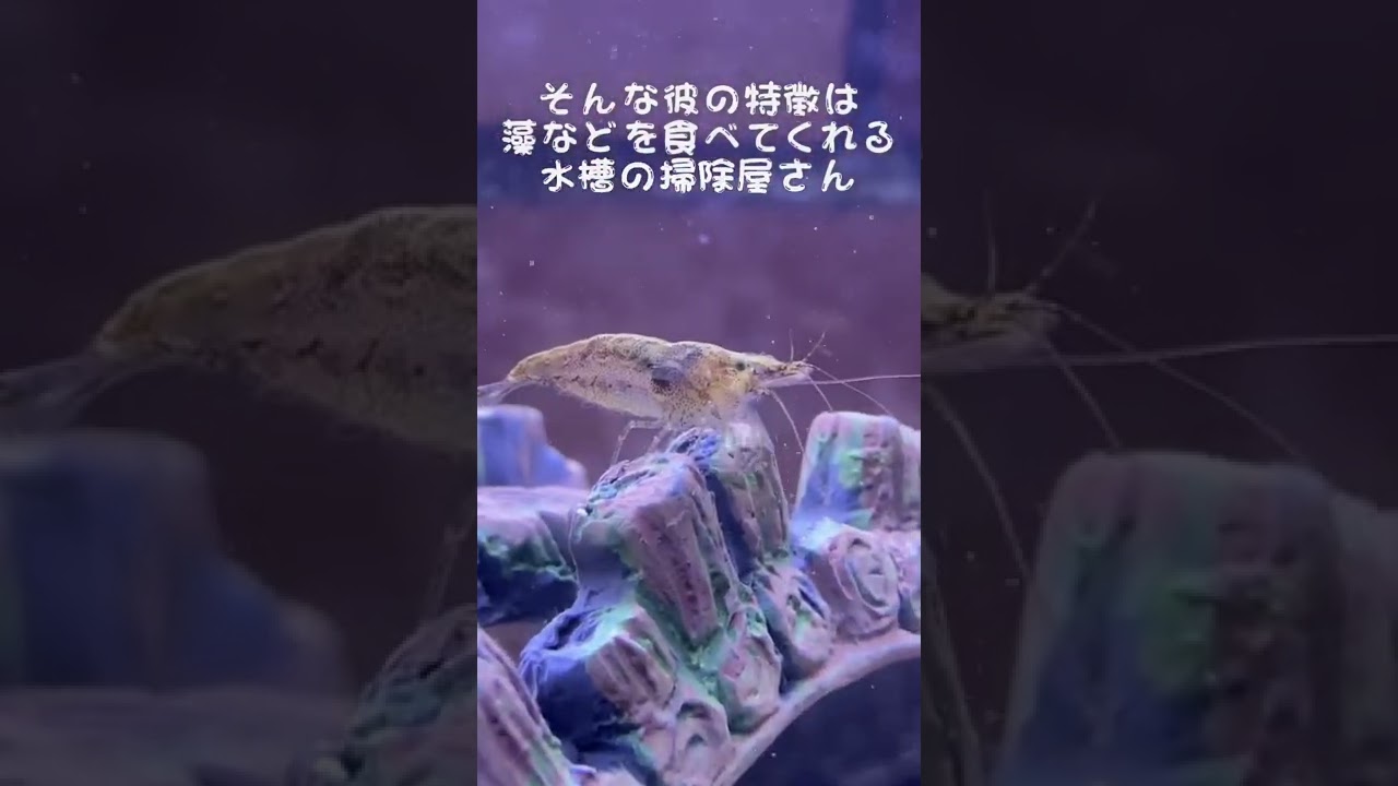 水槽の掃除屋さん メダカ ミナミヌマエビ Youtube