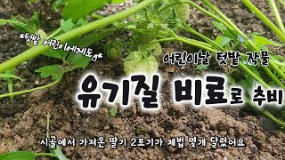 어린이날, 텃밭 어린 작물 유기질 비료로 추비 주기