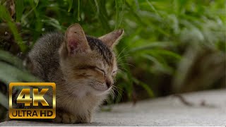 Zen music with cat purr 432hz Healing Music ꕥ Release stress & anxiety ꕥ