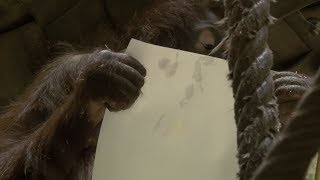 Les orangs-outans dessinent à la Ménagerie