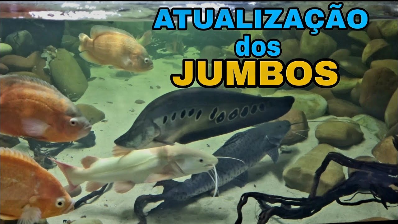 ATUALIZAÇÃO DOS JUMBOS DA NOSSA LOJA!