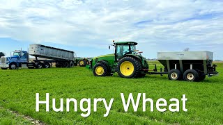 Feeding the wheat some Nitrogen
