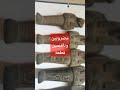 تماثيل فرعونيه مضروبة شغل تقليد وناقصين قطعة هههههههههههه
