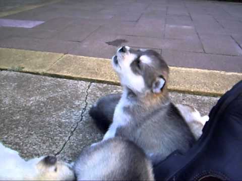 Cutest little Siberian Husky howl ever! - YouTube