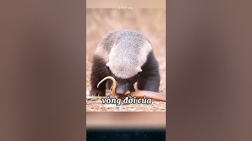 Top 3 động vật khiến các loài rắn độc sợ chết khiếp khi đối đầu, mà có thể bạn chưa biết.