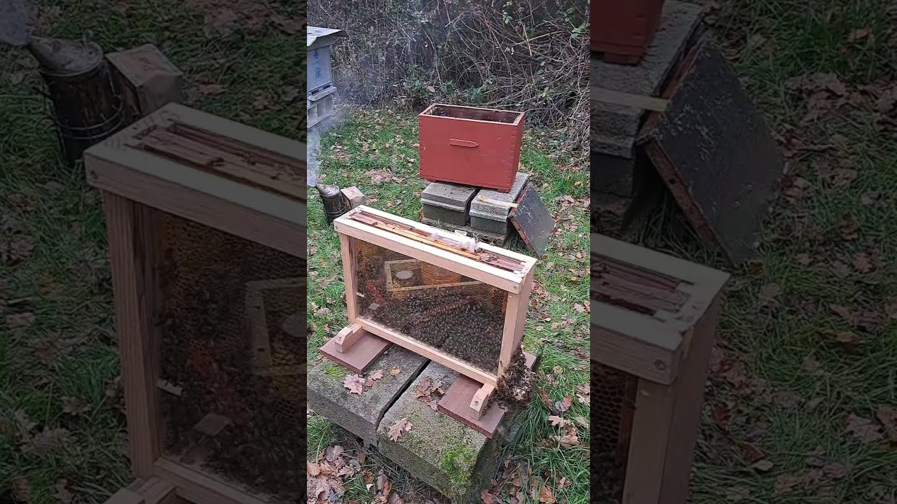 S1/E3 Ruche vitrée pédagogique 