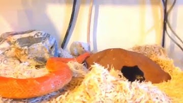 Snake vs Mice slow motion