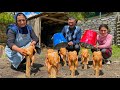 Mega Way to Cook Whole Chickens Under Buckets! Must see