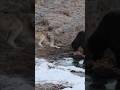 WOLF BEGS BEAR FOR SOME FOOD: HUNGRY WOLF GENTLY ASKS GRIZZLY BEAR FOR SOME FOOD