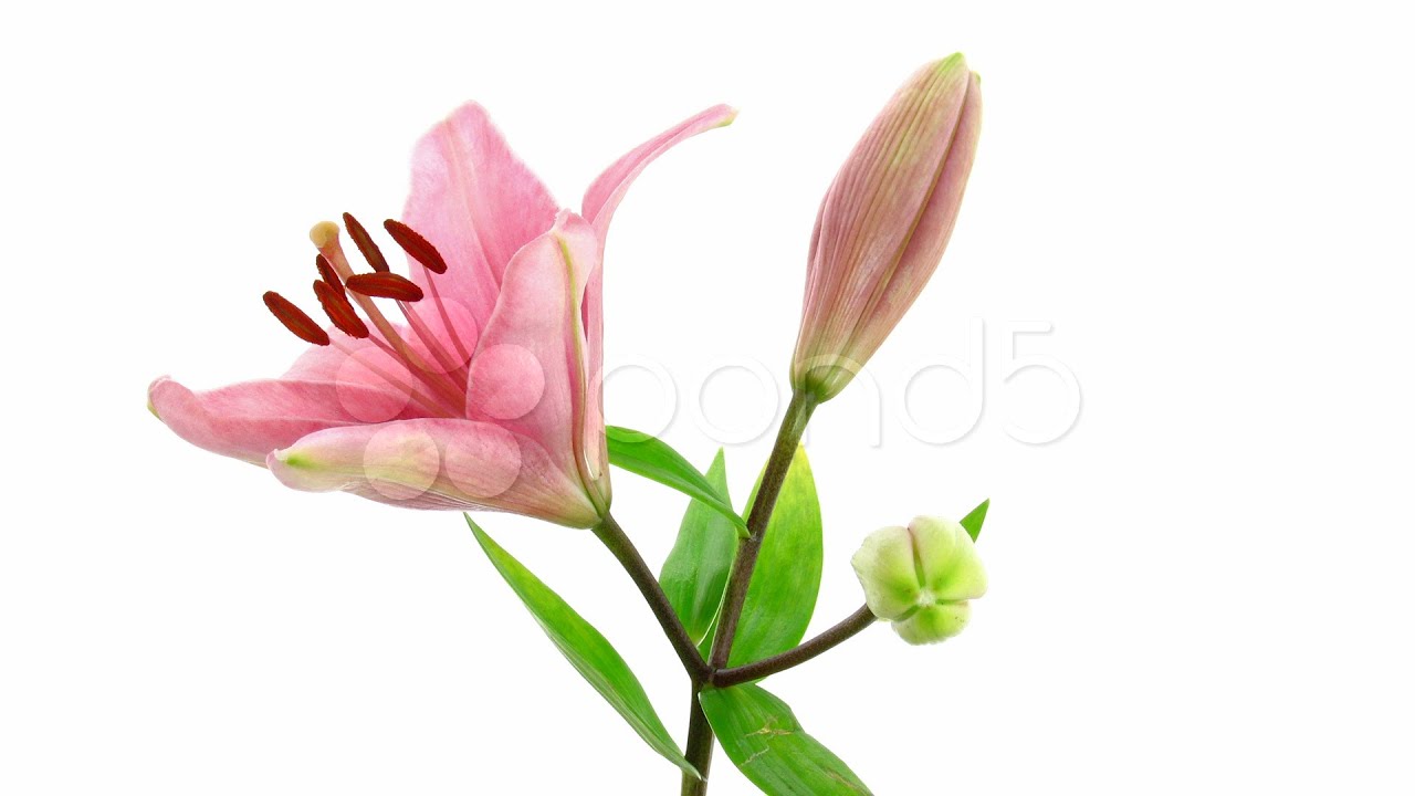 TimeLapse Of Opening Pink Lilies 5. Stock Footage YouTube