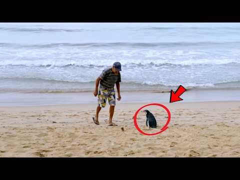 Man Saves A Dying Penguin And Sets It Free, Then The Penguin Does This