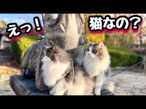 【大きな猫ノルウェージャン】公園で完全に犬と間違えられました💦