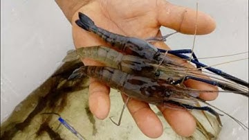 Tôm càng xanh ăn gì? Cách quản lý thức ăn sao cho hiệu quả