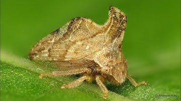Treehoppers tended by Ants in Ecuador