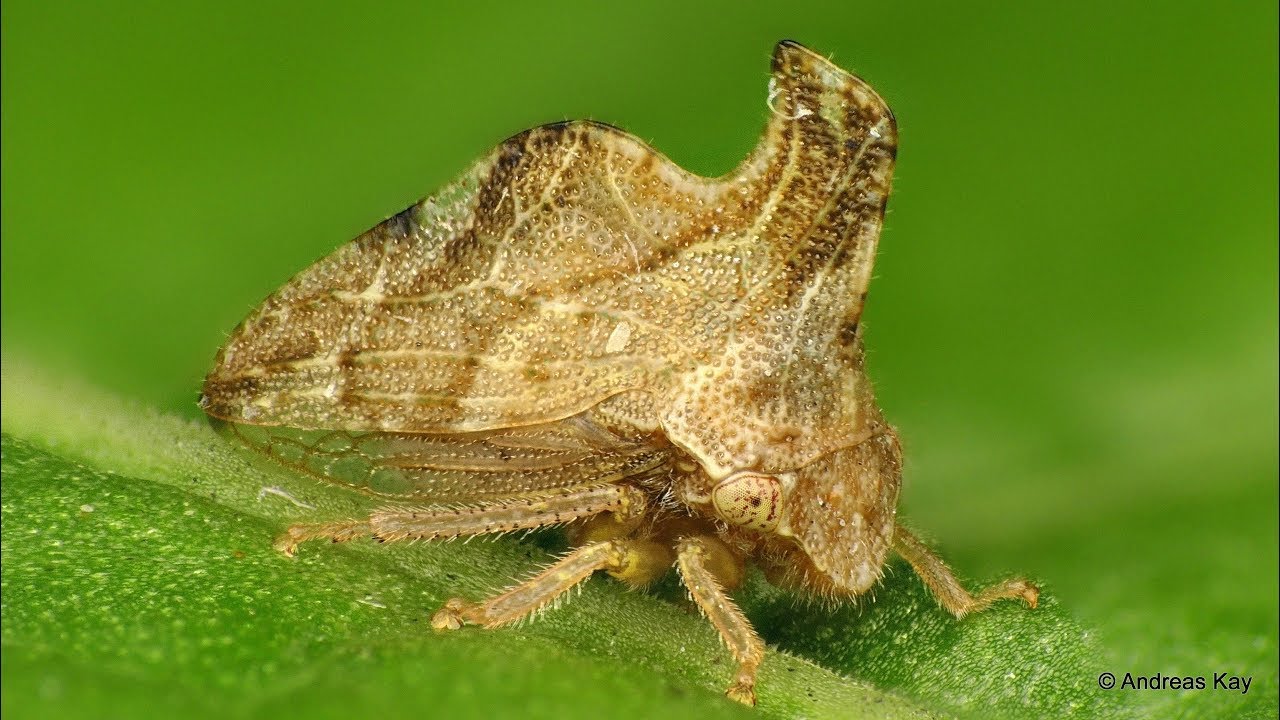 Treehoppers tended by Ants in Ecuador