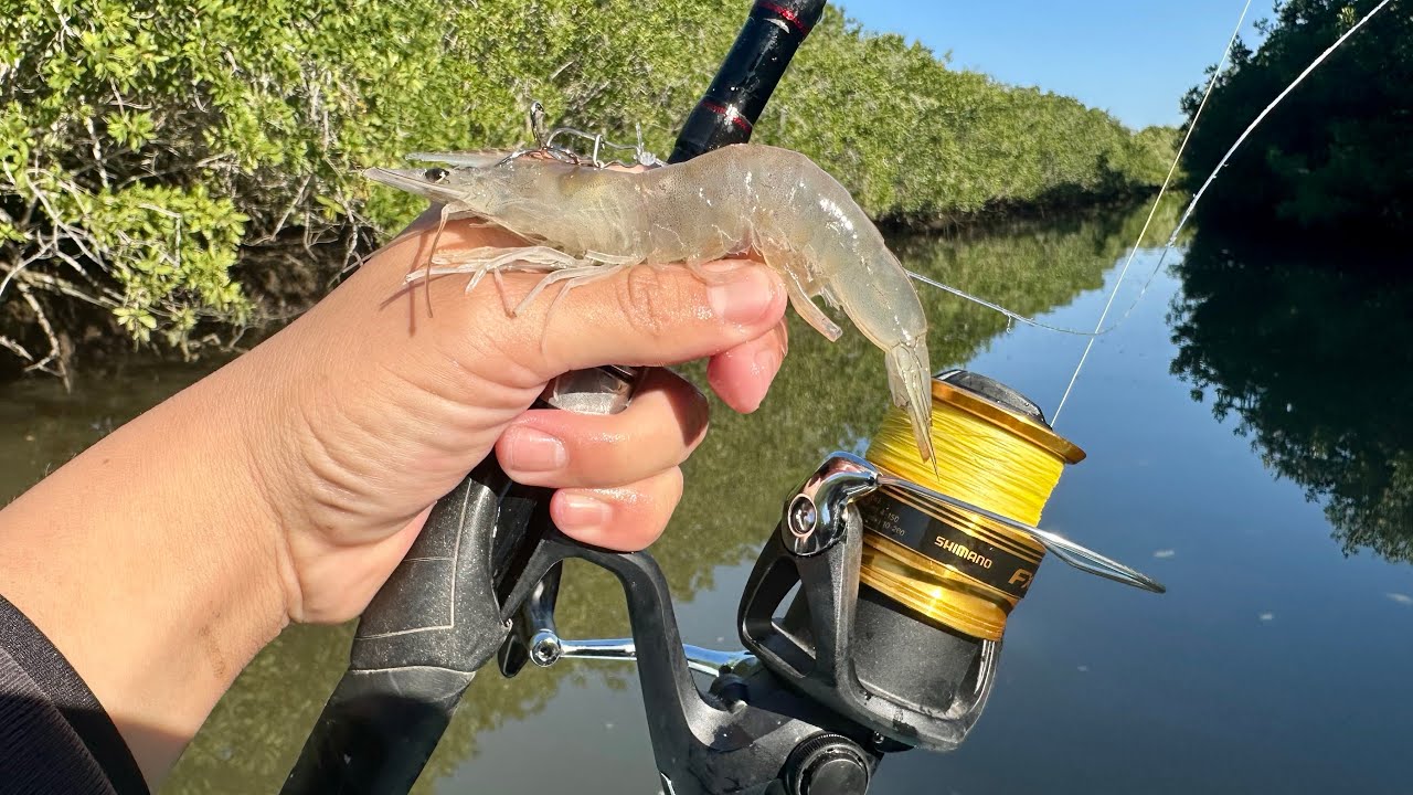 ESTE LUGAR está INFESTADOS de PARGOS Y RÓBALOS // pesca con camaron vivo // pesca con Roger 