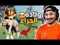 حياة الذيب 2 الايام الأولى للجراء WolfQuest Anniversary Edition 