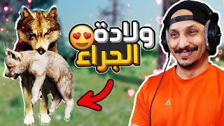 حياة الذيب #2 | الايام الأولى للجراء WolfQuest: Anniversary Edition