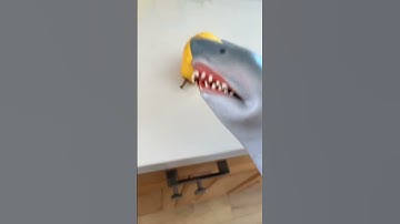 Mr. shark puppet karate chops fruit!!!!!!! #shorts #funny #sharkpuppet