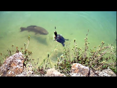 Los peces pequeños morder el gusano camera iphone 8 plus apk