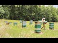 Harvesting 125 Pounds of PERFECT Local Honey