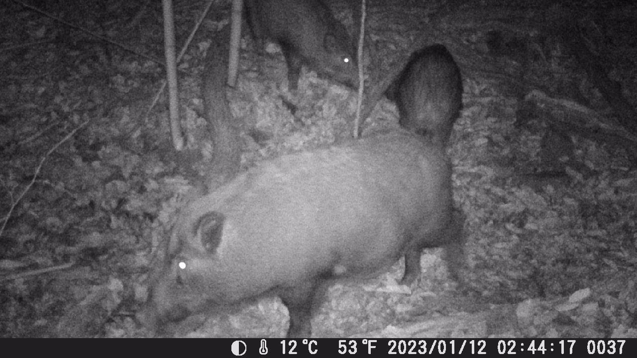 令和4年度　くくり罠　捕獲の瞬間集