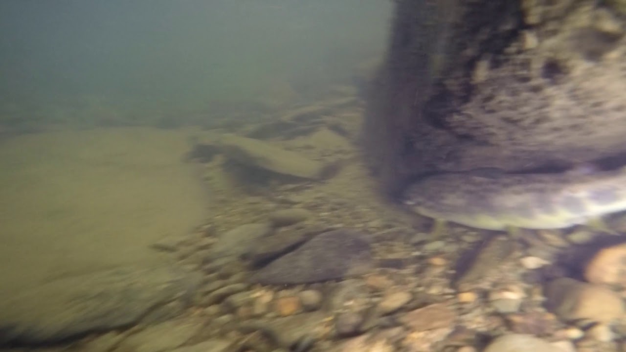 Brown Trout (Allegheny National Forest)